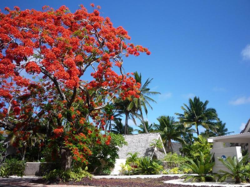 Little Polynesian Resort Rarotonga Extérieur photo